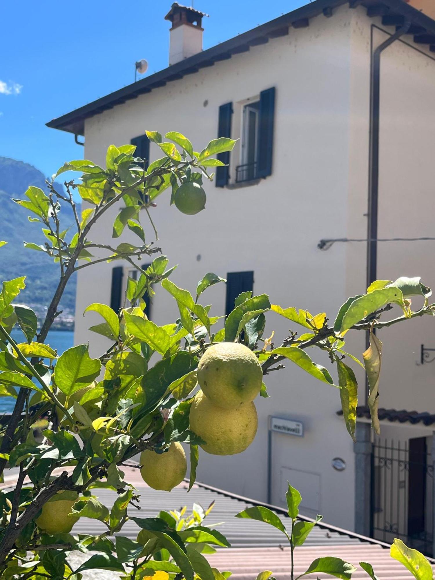 Domus Graziana - Lake Front Oliveto Lario Exterior foto